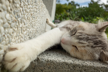 Canvas Print - gray cat sleep