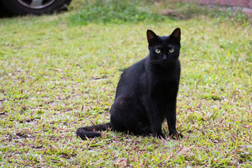 Poster - stray black and white cat