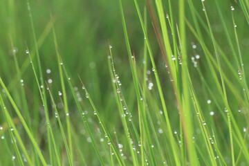 Blurry dewdrops on blade of green grasses.