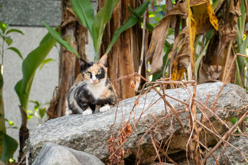 Canvas Print - tortoiseshell stray cat