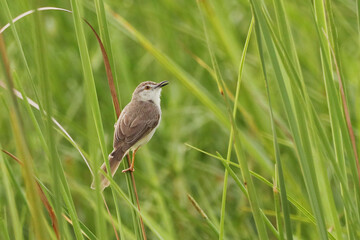 Warbler on the grass