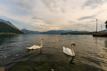 Zwei Schwäne im Traunsee bei Gmunden im Hintergrund Schloss Orth