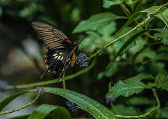 butterfly on leaf