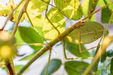 Stick Insect Sitting On A Branch In Sunlight