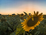 Fototapeta  - Sunset sunlight on Sunflower Thrace Turkey Europe
