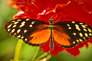 Wall Mural - A very beautiful colorful butterfly, golden passionflower butterfly, heliconius hecale