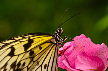 Wall Mural - A very beautiful colorful butterfly, white nymph of a tree, idea leuconoe
very fragile, macro, with many details
