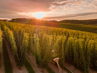 Bavarian sunset hop garden view from top