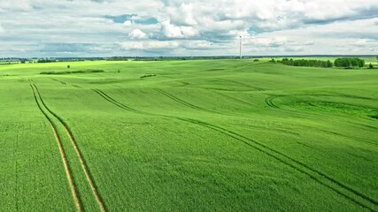 Wall Mural - aerial view of green field with tractor tracks in poland