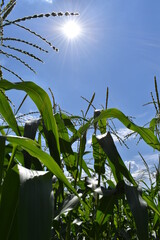 Canvas Print - Corn Plants