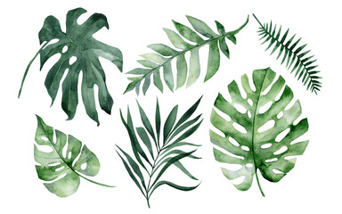 set of watercolor tropical leaves on white background. green palm leaves, monster, homeplants, banan
