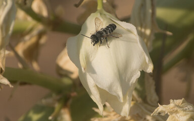 Wall Mural - Yucca and Black Bee macro details.