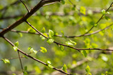 Fototapeta  - Branches With Opened Buds Leaves In Birch Grove In Spring Close Up.
