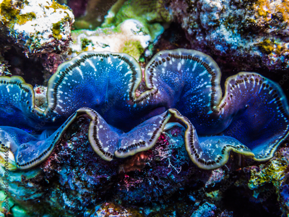 Science Clam fluted giant clam shows it's a beautiful mantle. Science name: Tridacna ...