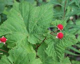 Thimbleberry (Rubus parviflorus) red berries in Glacier National Park, Montana