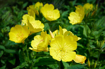 Close up Yellow Oenothera flowers (evening-primrose) in garden. Selective focus