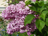 Fototapeta Paryż - lilac flowers on a branch