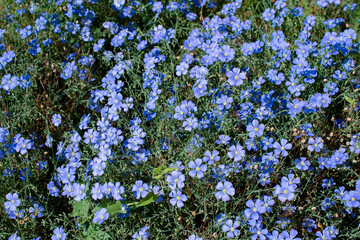 Wall Mural - ordinary real Amateur photo of flax flowers