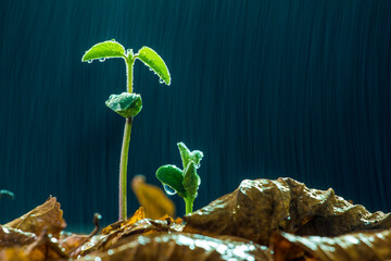 A bud in a drizzle