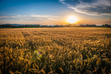 View of a wheat field with clear sky in the background