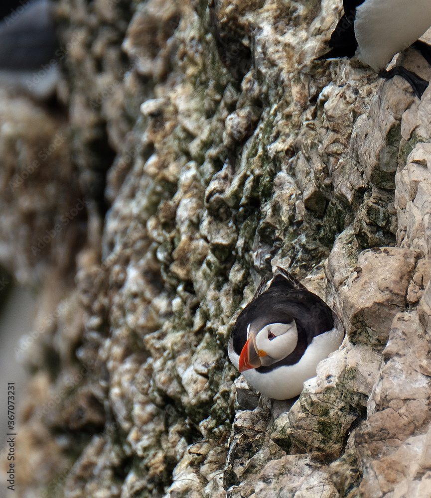 Puffins are any of three species of small alcids in the bird genus ...