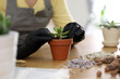 © New Africa - Woman potting succulent plant on wooden table at home, closeup. Engaging hobby