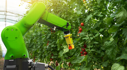 Autocollant - Robot is working in greenhouse with tomatoes. Smart farming and digital agriculture 4.0	