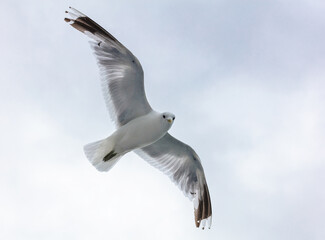 Wall Mural - beautiful sea gull on white background