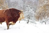 Fototapeta Sawanna - portrait with a brown bull in the winter forest