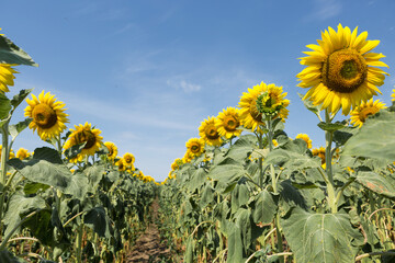 Wall Mural - Bright golden sunflower field at sunset.