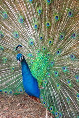 Beautiful Peacock with open feathers side view