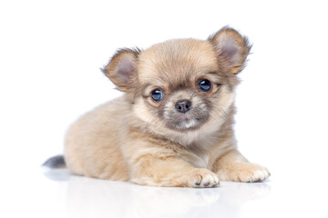 Wall Mural - chihuahua puppy dog isolated on white