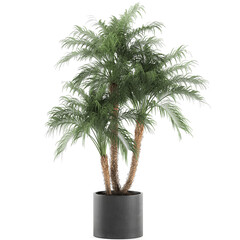 palm tree in a black pot isolated on white background