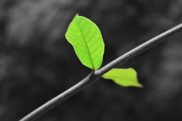 Wall Mural - Green leaves
That is in the garden, beautiful, natural