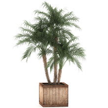 Palm Tree In A Basket Isolated On White Background