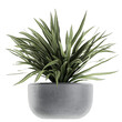 Chlorophytum in a black pot isolated on white background