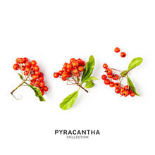 Pyracantha Branch With Red Berries Set