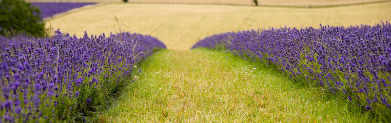 grassy path through a field of lavender