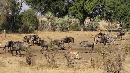 Poster - Blue wildebeest, impala antelopes and plains zebras at a watering piont, Kruger National Park, South Africa