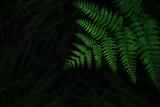 Fototapeta Las - Dark green fern leaves background