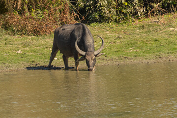 Wall Mural - A wild water buffalo drinking water at a wild life sanctuary in Assam India on 7 December 2016