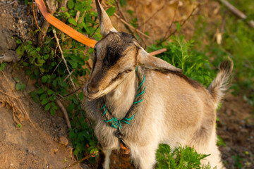 Chinese rural goat