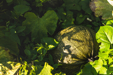 green pumpkin growing on the vegetable patch in field.