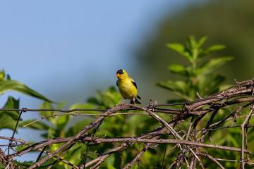 Poster - American goldfinch sitting on the fence