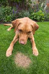 dog sitting next to a dead patch of grass cause by dog wee or urine