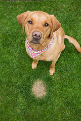 dog sitting next to a dead patch of grass cause by dog wee or urine