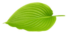 Hosta Leaf Isolated On White Background