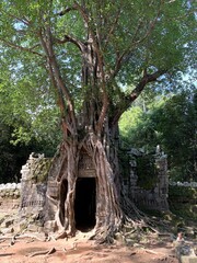 Canvas Print - Temple à Angkor, Cambodge