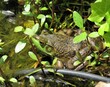 Close up of an American Bullfrog hiding within plants on the edge of a man-made pond