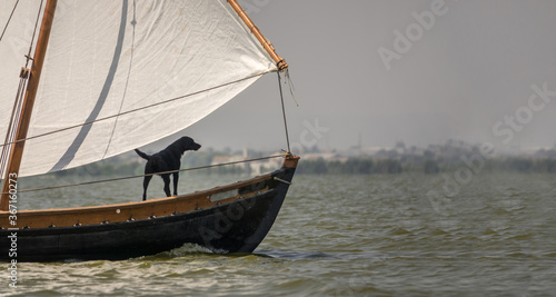 Fotomural black dog sailing on prow of a ship, traditional wooden boats